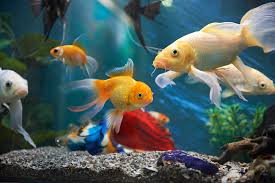 5 Ways to Create a Healthy Environment for Aquarium Fish
