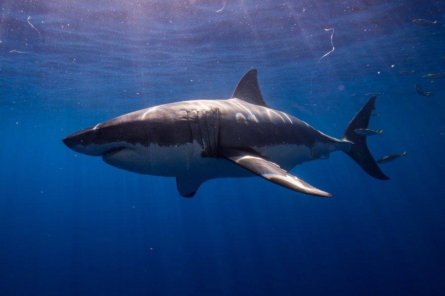 Great White Shark: Apex Predator of the Ocean Depths