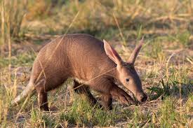 Aardvark: Unraveling the Mysteries of Africa's Unique Mammal
