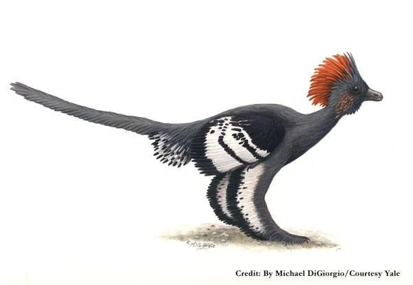 Anchiornis huxleyi: Feathered Dinosaur of the Jurassic Era
