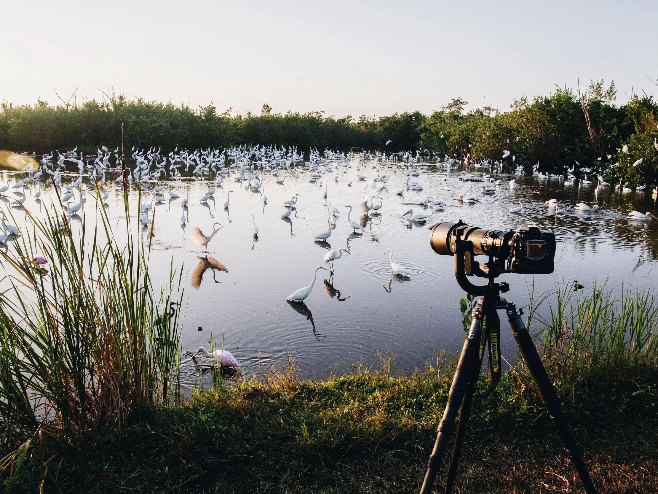 The Wonders of Bird Watching: A Therapeutic Hobby for Nature Lovers