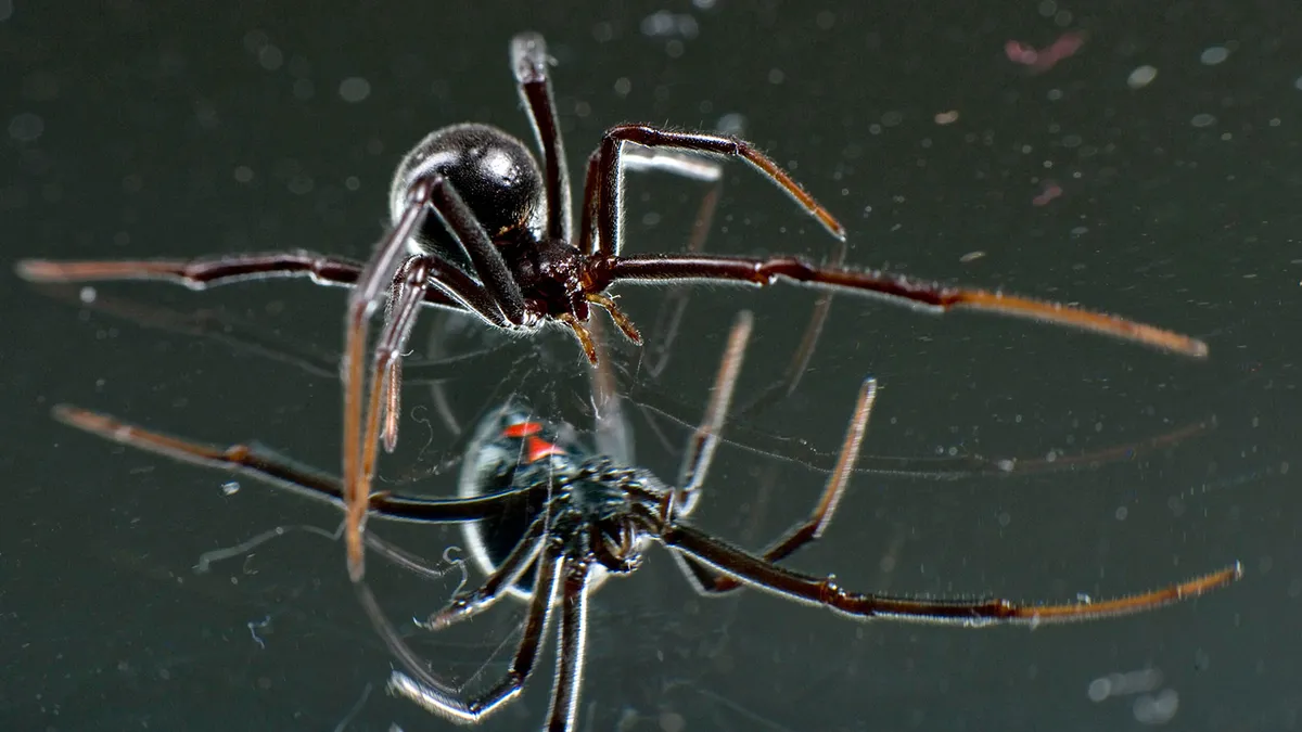 Black Widow Spider: Deadly Beauty of the Arachnid World