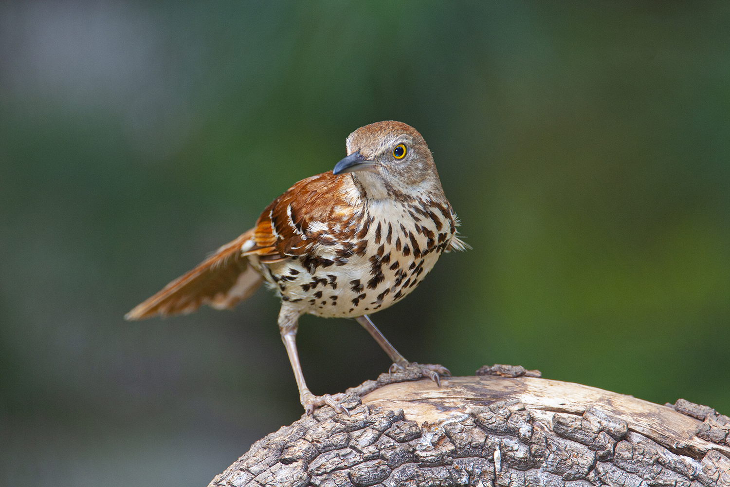 Brown Thrasher: Songbird of the American Woodlands