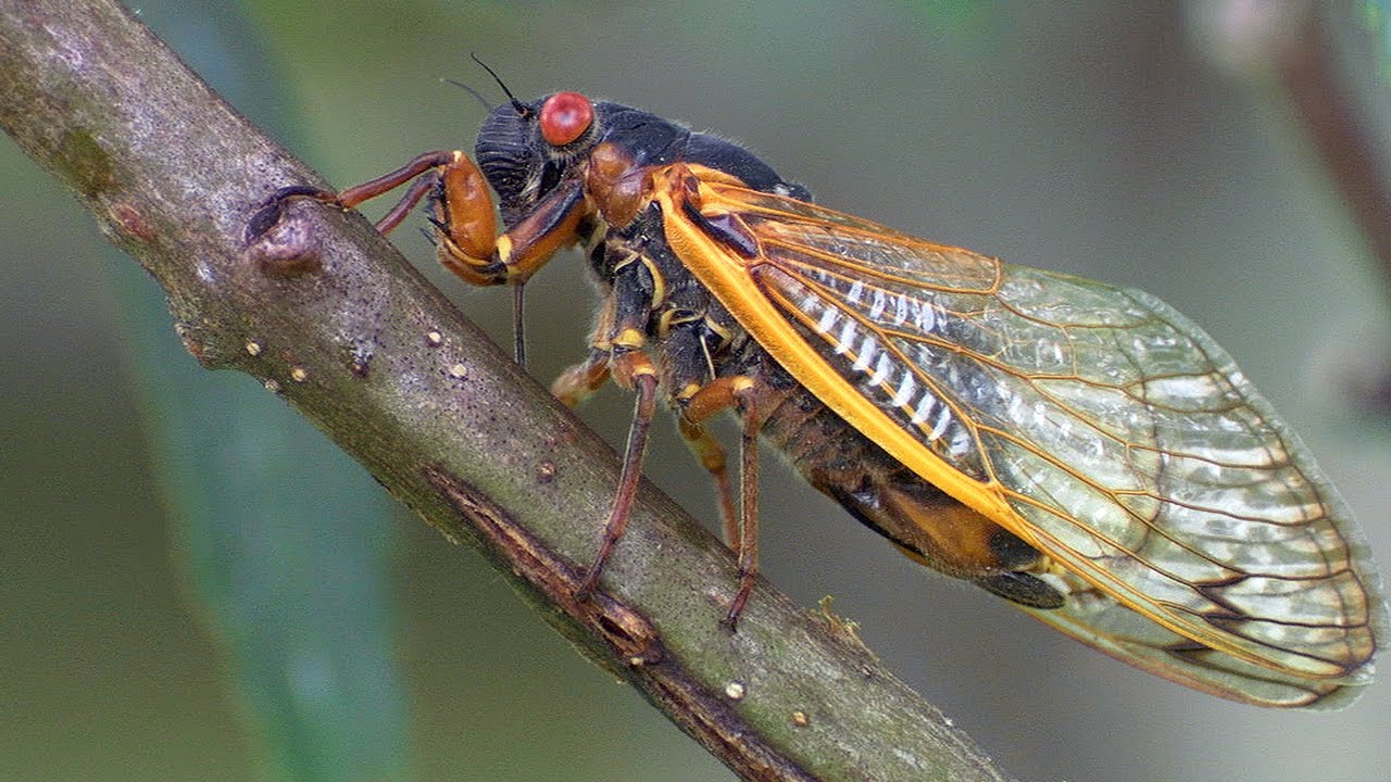 Cicadas: Singing Insects of Summer's Symphony