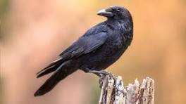 The Astonishing Intelligence of Crows: What We Should Know