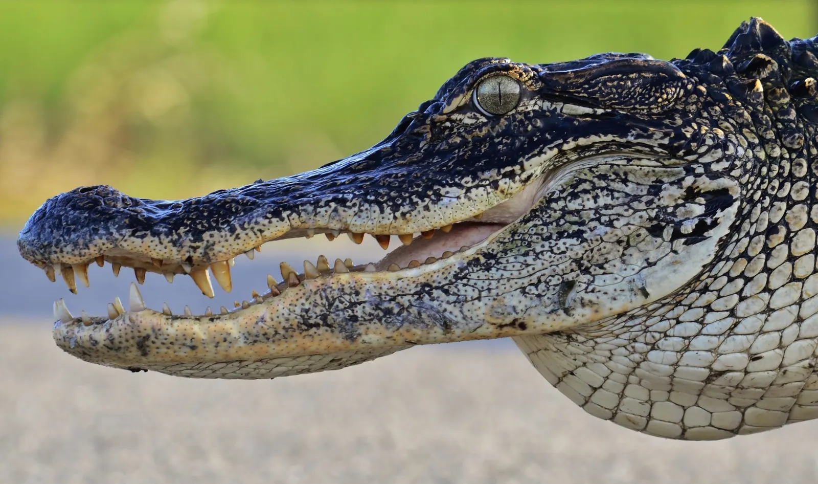 Discovering the Fascinating World of American Alligators