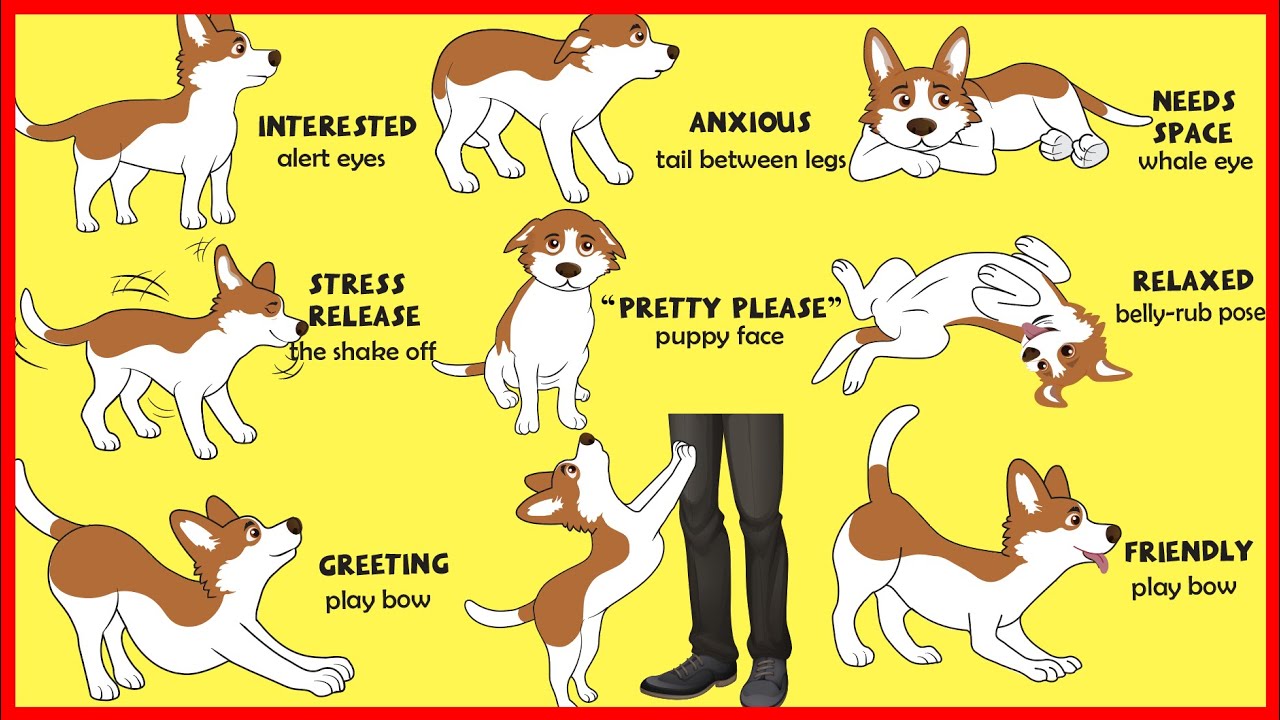 Understanding Dog Body Language: Signs and Meanings