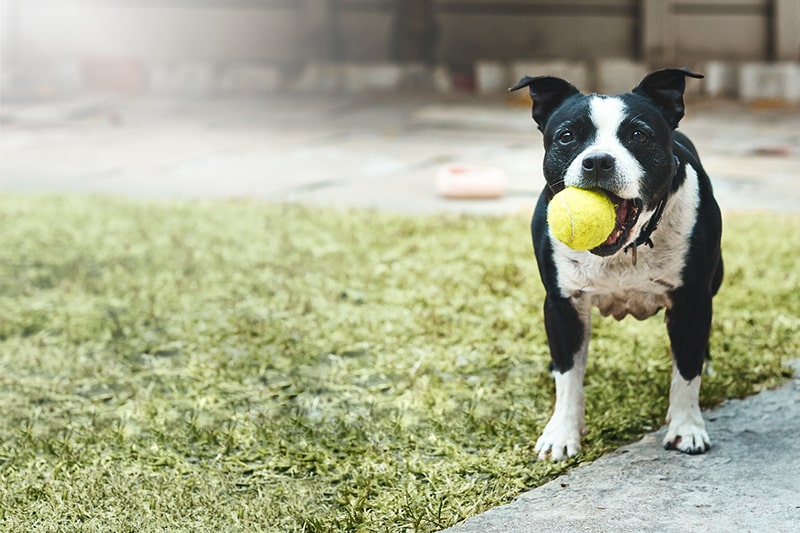 The Importance of Environmental Enrichment for Pets