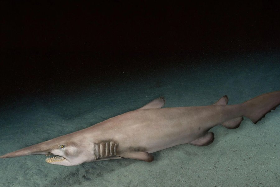 Goblin Shark: Mysterious Predator of the Deep Sea