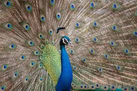 Indian Peafowl: Majestic Bird of Vibrant Plumage