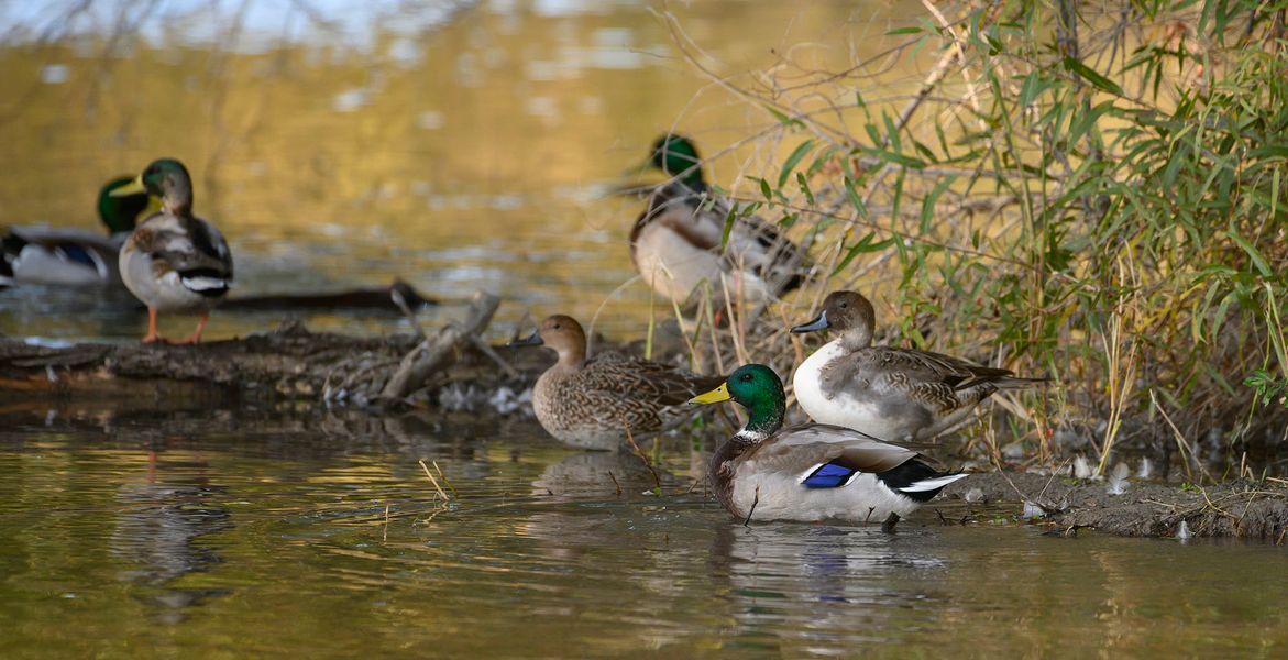 Mallard Duck: Iconic Waterfowl of Wetland Habitats