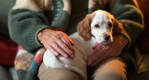 The Benefits of Owning a Pet for Seniors