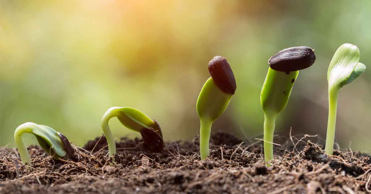 The Healing Power of Gardening: Cultivating Wellness Through Horticult