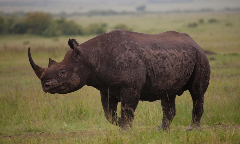 The Mighty Black Rhino: A Threatened Icon of Africa's Wilderness