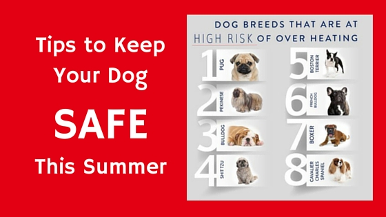 Tips for Keeping Your Dog Safe During Summer