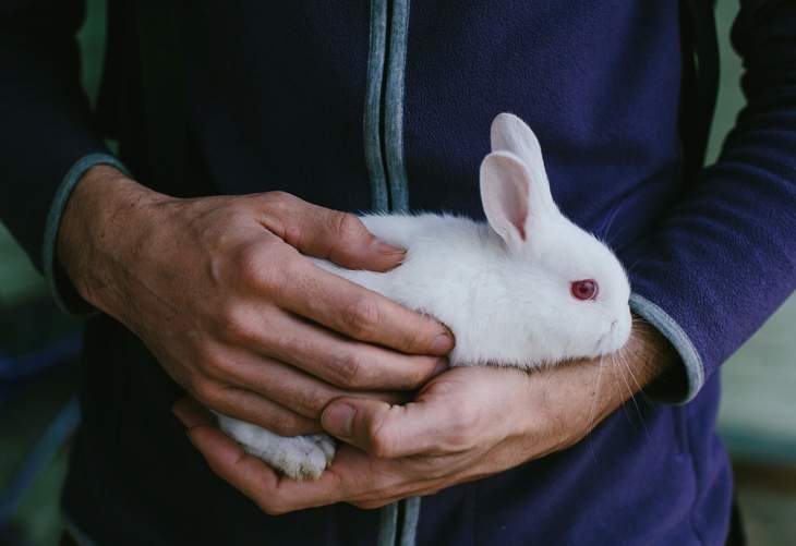 Understanding Rabbit Behavior: Insights for Rabbit Owners